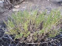 Cymopterus terebinthinus