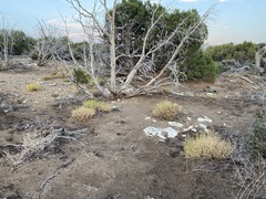 Cymopterus terebinthinus