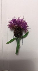 Centaurea debeauxii