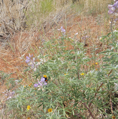 Lupinus caudatus