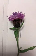 Centaurea debeauxii
