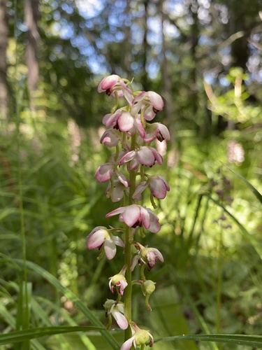 Liverleaf wintergreen (Pyrola asarifolia)