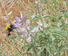 Lupinus caudatus