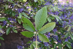 Vitex pyramidata