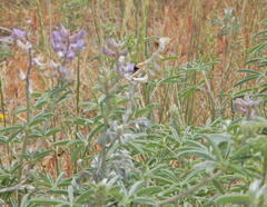 Lupinus caudatus