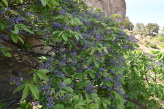 Vitex pyramidata