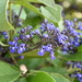 Vitex pyramidata - Photo (c) Dante S. Figueroa, some rights reserved (CC BY-SA), uploaded by Dante S. Figueroa