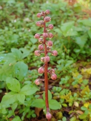 Pyrola aphylla