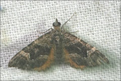 Chrysolarentia adornata