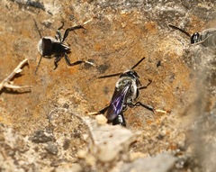 Trypoxylon lactitarse