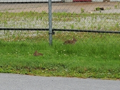 Sylvilagus floridanus