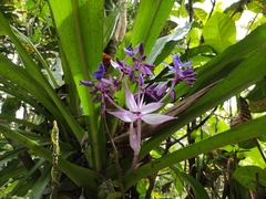 Angiospermae