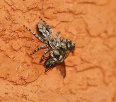 Platycryptus undatus