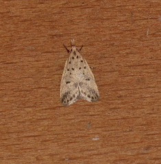 Atheropla decaspila