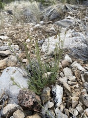 Penstemon laricifolius
