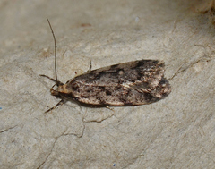 Barea exarcha
