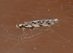 Barea exarcha