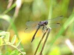 Libellula incesta
