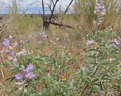 Lupinus caudatus