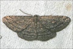 Zermizinga sinuata