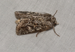 Ectopatria aspera