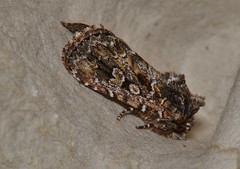 Ectopatria horologa