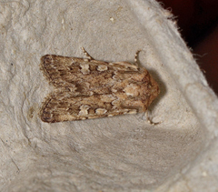 Ectopatria