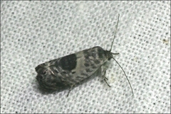 Eupselia carpocapsella