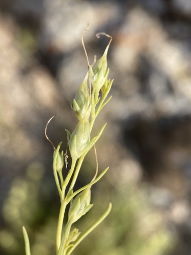Image of Penstemon laricifolius by (c) Matt Berger, some rights reserved (CC BY)