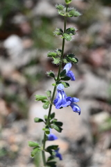 Salvia heterotricha