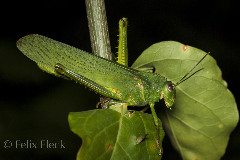 Titanacris velazquezii