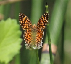 Phyciodes graphica