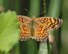 Phyciodes graphica