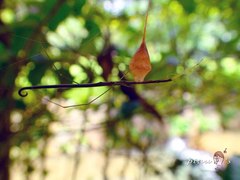 Ariamnes cylindrogaster