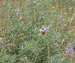 Lupinus caudatus