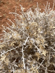 Tetradymia spinosa