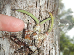 Dendrobium canaliculatum