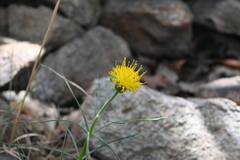 Sinclairia angustissima