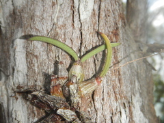 Dendrobium canaliculatum