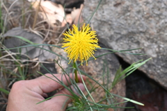 Sinclairia angustissima