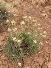 Ipomopsis spicata cephaloidea