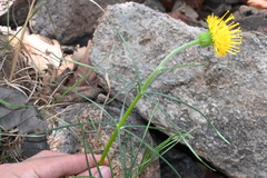 Sinclairia angustissima