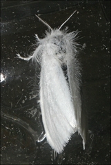 Euproctis melanosoma