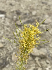 Stanleya pinnata integrifolia