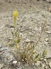 Stanleya pinnata integrifolia