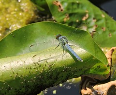 Erythemis simplicicollis