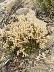 Eremogone hookeri hookeri