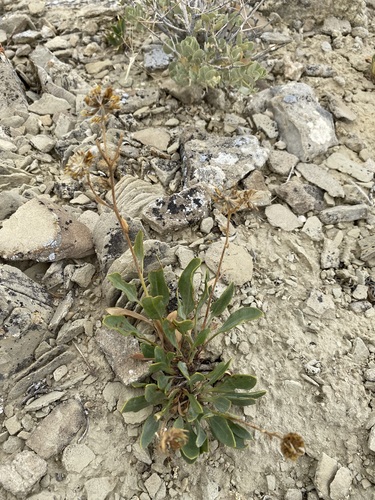 Image of Platyschkuhria integrifolia by (c) Matt Berger, some rights reserved (CC BY)