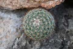 Mammillaria jaliscana jaliscana