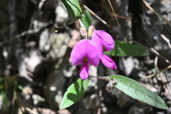 Tephrosia watsoniana